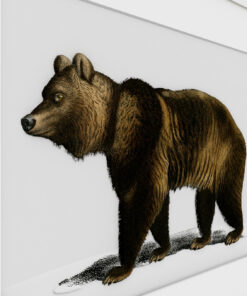 Alternative view of Bear
