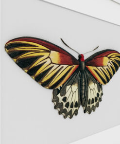 Alternative view of Butterfly