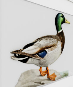 Alternative view of Duck