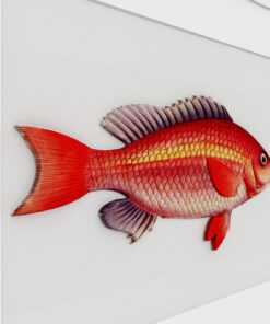 Alternative view of Fish