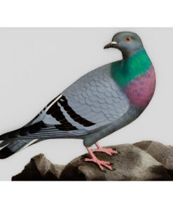 Pigeon