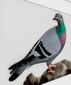 Alternative view of Pigeon