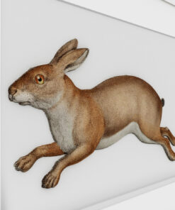 Alternative view of Rabbit