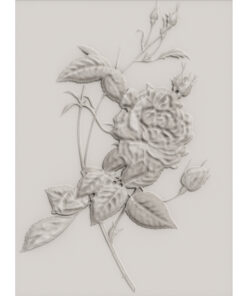 Rosa Indica by Redouté