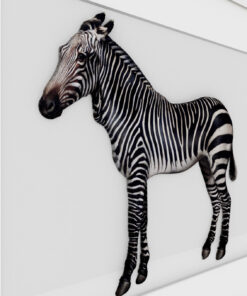 Alternative view of Zebra